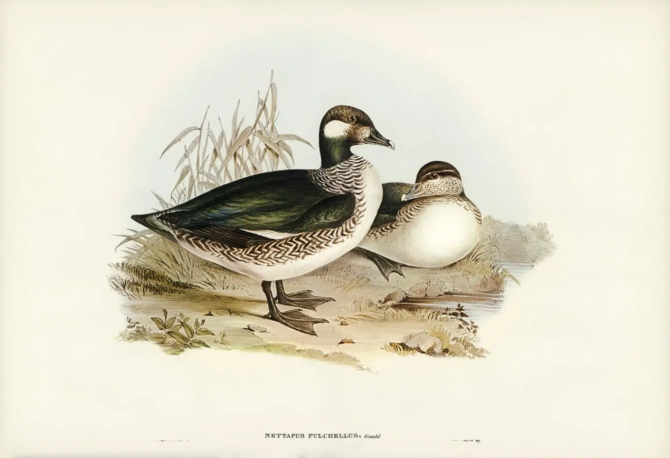 Schöne Zwergente (Nettapus pulchellus), illustriert von Elizabeth Gould.